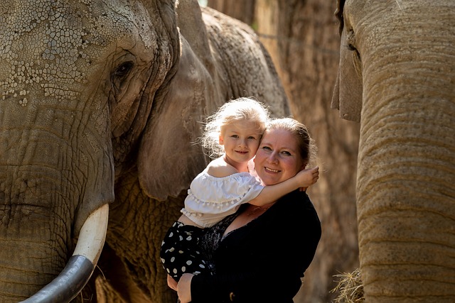 elephant-7192203_640.jpg